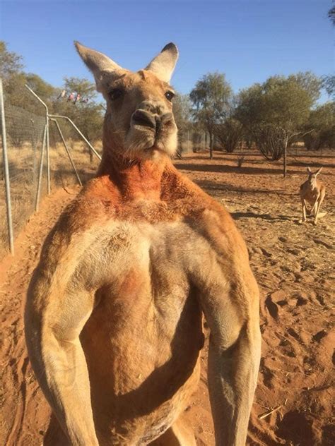 Remembering Roger, the world’s most muscular kangaroo. At first it seemed like a meme gone wrong, but a few years ago a six-foot-seven, 200-pound kangaroo became a global celebrity when photos of his buff, buff body basically broke the Internet. As you would expect a bodybuilder-muscle-flexing kangaroo, holding a crushed metal bucket, to do. 